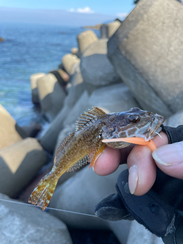 アナハゼの釣果