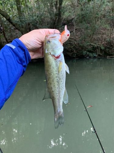 ラージマウスバスの釣果