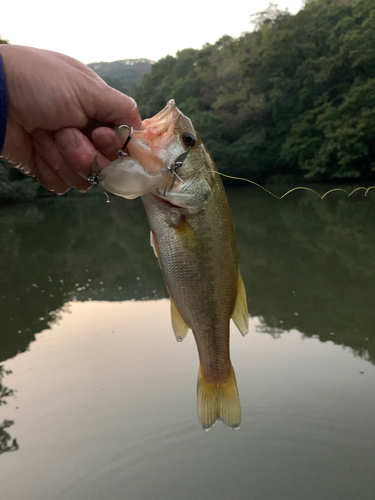 ラージマウスバスの釣果