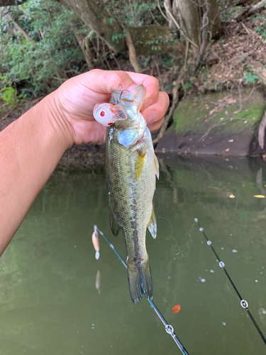 ラージマウスバスの釣果