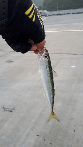 サバの釣果