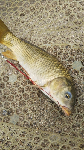 コイの釣果