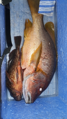 シブダイの釣果