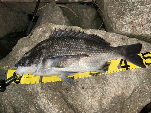 チヌの釣果