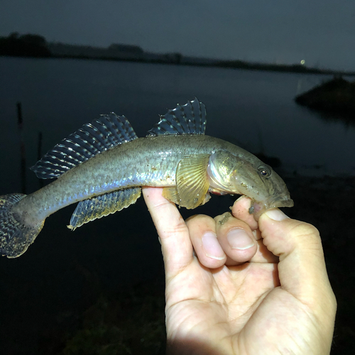 マハゼの釣果