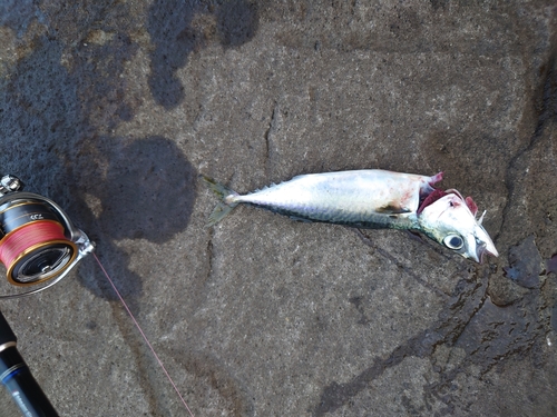 サバの釣果