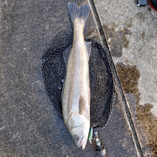 スズキの釣果