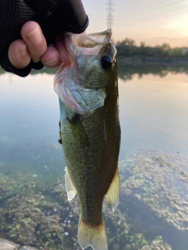 ラージマウスバスの釣果