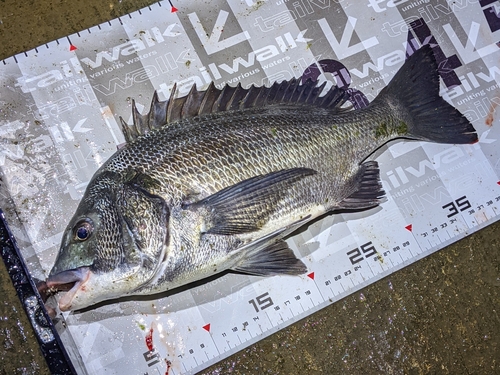 クロダイの釣果