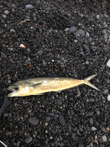 シイラの釣果