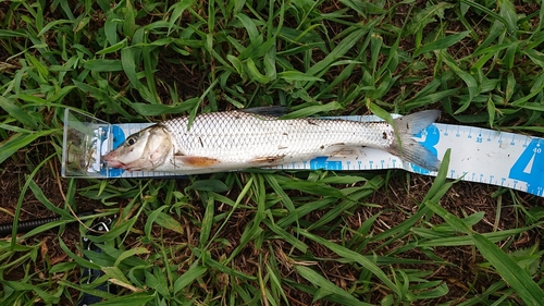 ニゴイの釣果