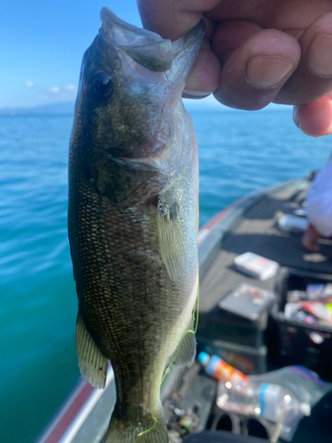 ラージマウスバスの釣果