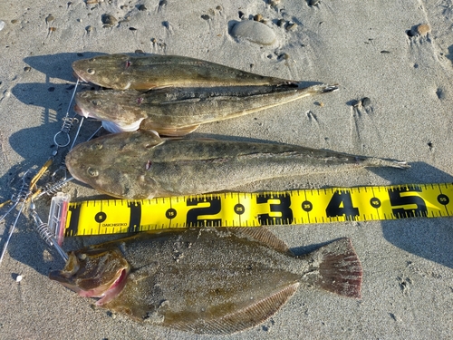 マゴチの釣果