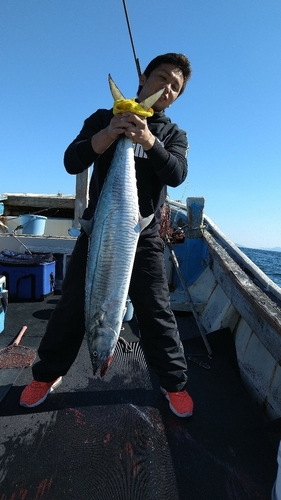 サワラの釣果