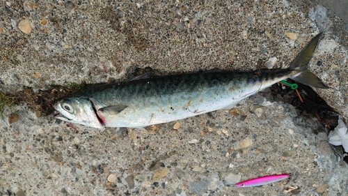 サバの釣果