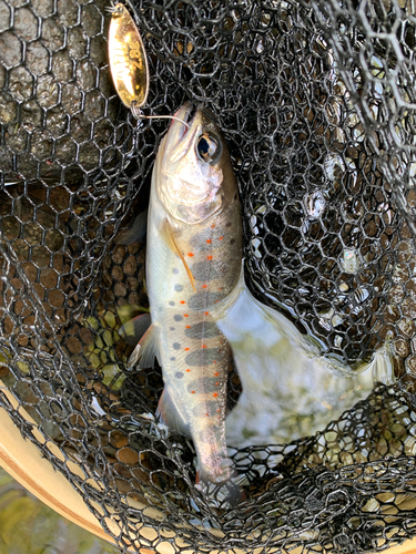 アマゴの釣果