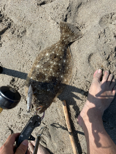 ヒラメの釣果