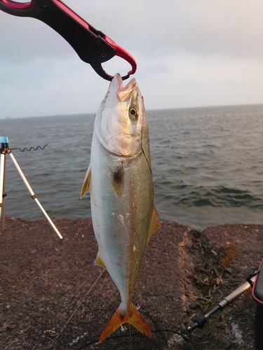 イナダの釣果