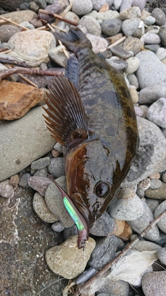 アブラコの釣果