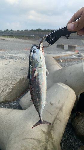 ソウダガツオの釣果