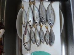 アジの釣果