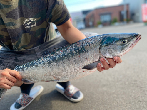 シロザケの釣果