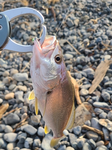 イシモチの釣果