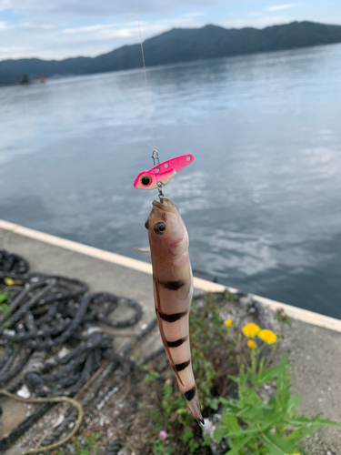 リュウグウハゼの釣果