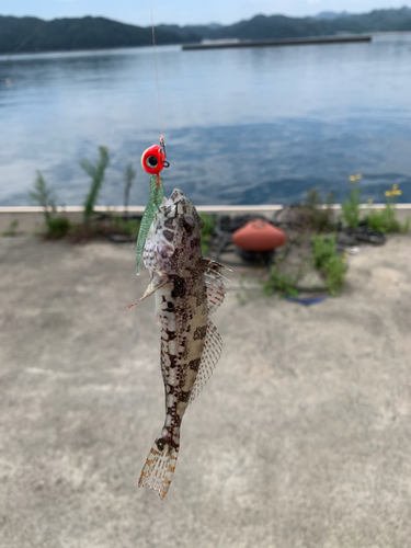 マハゼの釣果