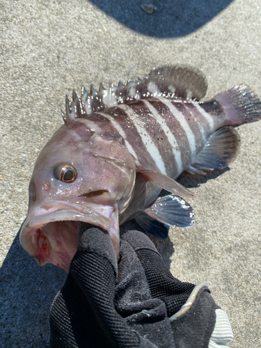 マハタの釣果