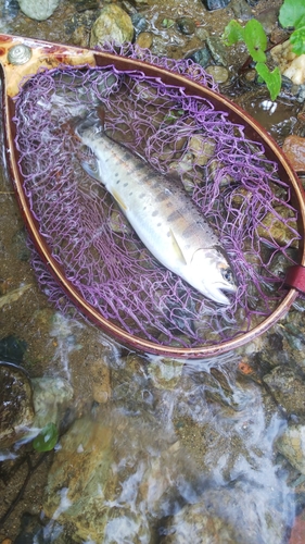 ヤマメの釣果