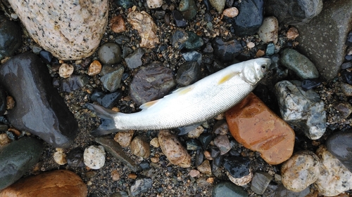 ウグイの釣果