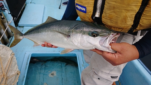 ワラサの釣果