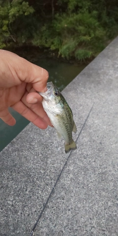 ブラックバスの釣果