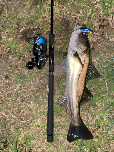 スズキの釣果