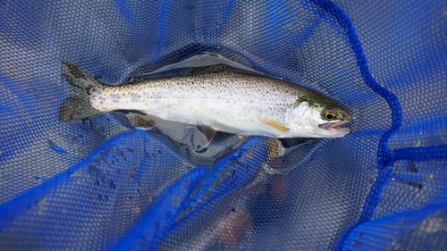 ニジマスの釣果