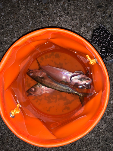 サバの釣果