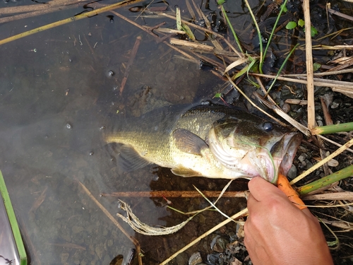 ブラックバスの釣果