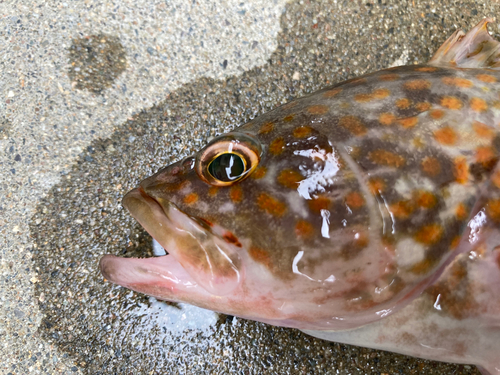 キジハタの釣果