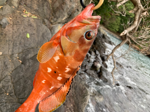 アカハタの釣果