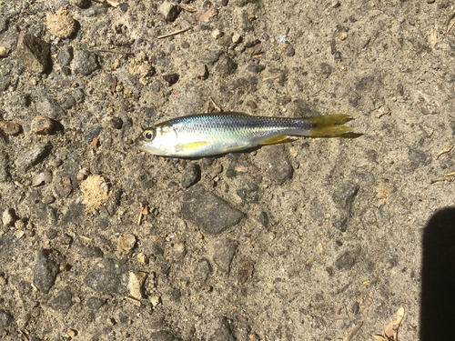 カワムツの釣果