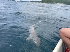 サメの釣果