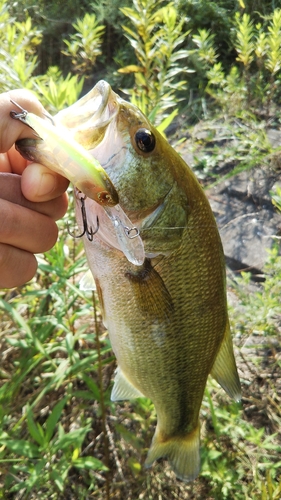 ラージマウスバスの釣果