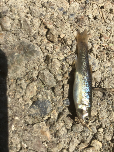 アブラハヤの釣果