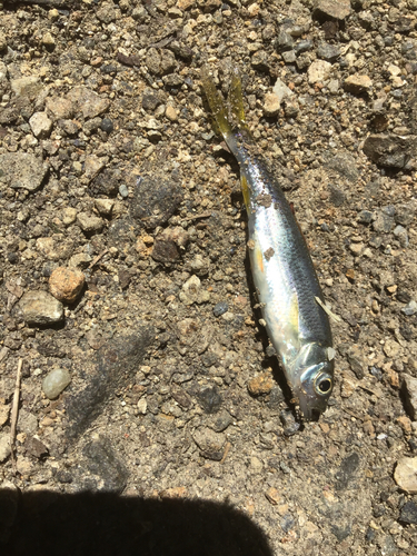 カワムツの釣果