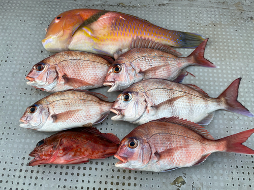 マダイの釣果