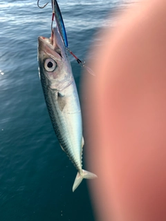 マサバの釣果