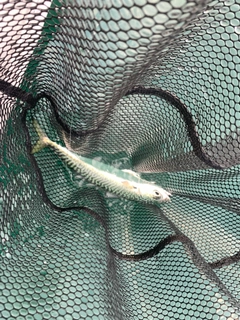 マサバの釣果