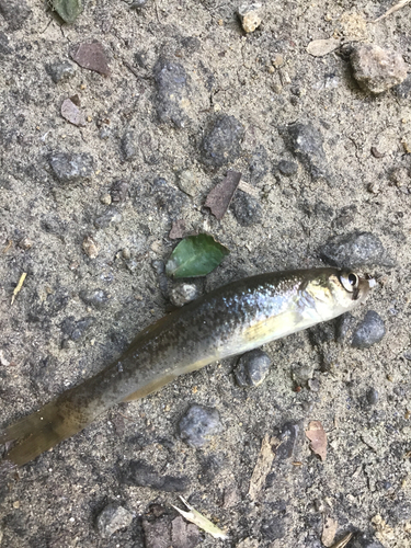 アブラハヤの釣果