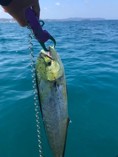 シイラの釣果